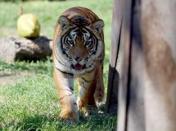 En el video se observa el cuerpo del tigre aparentemente sin cabeza y sin cola, con una cicatriz que parece una quemada. EL INFORMADOR/ARCHIVO