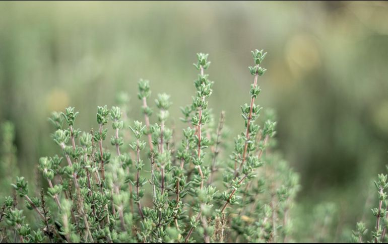 El tomillo tiene un efecto antiséptico superior al fenol y al agua oxigenada, por lo que es ideal para lavar heridas. ESPECIAL/Foto de Anja Junghans en Unsplash