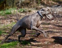 Determinaron que la mujer había muerto por múltiples mordeduras de perro. ESPECIAL/Foto de Nathalie SPEHNER en Unsplash