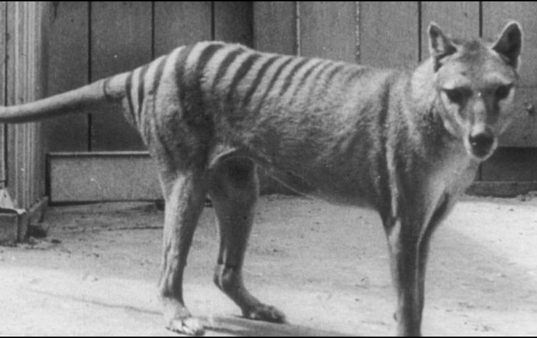 El último tigre de Tasmania murió en el zoo de Hobart en 1936. GETTY IMAGES