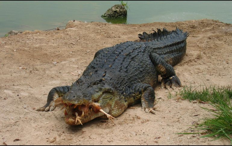 La víctima se habría metido a nadar a la Laguna del Carpintero a pesar de que está prohibido por la presencia de cocodrilos en la zona. EL INFORMADOR / ARCHIVO