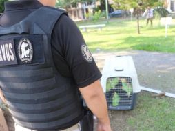 El decomiso de las armas y loros se dio en Jardines del Valle, en Zapopan. ESPECIAL