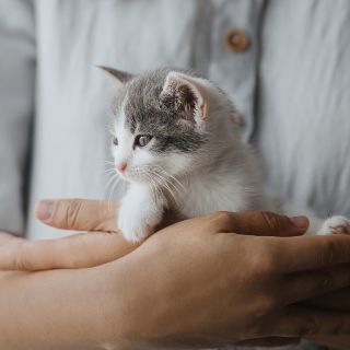 Todo lo que debes tener en cuenta antes de adoptar gatos