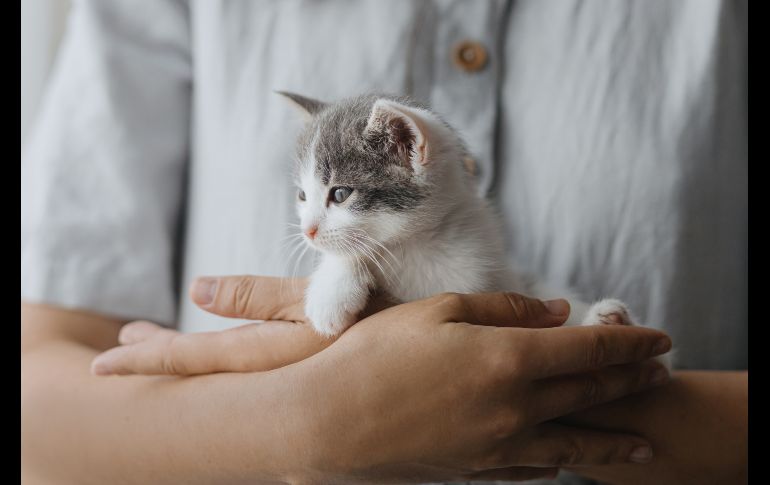 ¿Quieres adoptar un gato? Esto es todo lo que debes tomar en cuenta antes de hacerlo. ISTOCK/Bogdan Kurylo