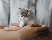 ¿Quieres adoptar un gato? Esto es todo lo que debes tomar en cuenta antes de hacerlo. ISTOCK/Bogdan Kurylo