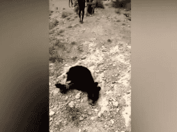 La Profepa alista una denuncia penal en contra de quien o quienes resulten responsables de maltratar y matar a un pequeño oso negro de aproximadamente cuatro meses de nacido en el municipio de Castaños, Coahuila. TWITTER