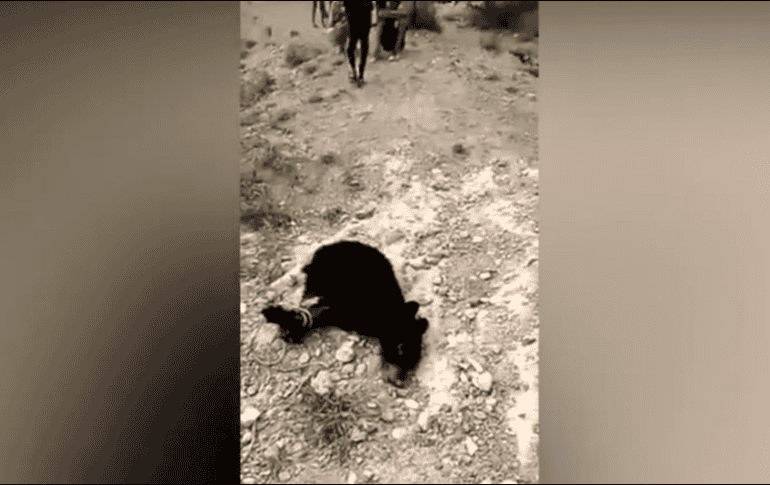 La Profepa alista una denuncia penal en contra de quien o quienes resulten responsables de maltratar y matar a un pequeño oso negro de aproximadamente cuatro meses de nacido en el municipio de Castaños, Coahuila. TWITTER