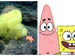 La esponja similar a Bob Esponja pertenece al género Hertwigia y la estrella de mar parecida a Patricio se conoce como condraster. ESPECIAL