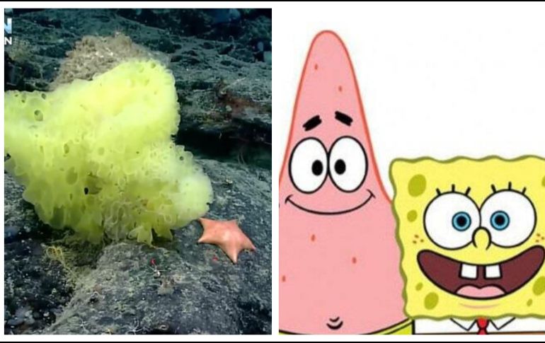 La esponja similar a Bob Esponja pertenece al género Hertwigia y la estrella de mar parecida a Patricio se conoce como condraster. ESPECIAL