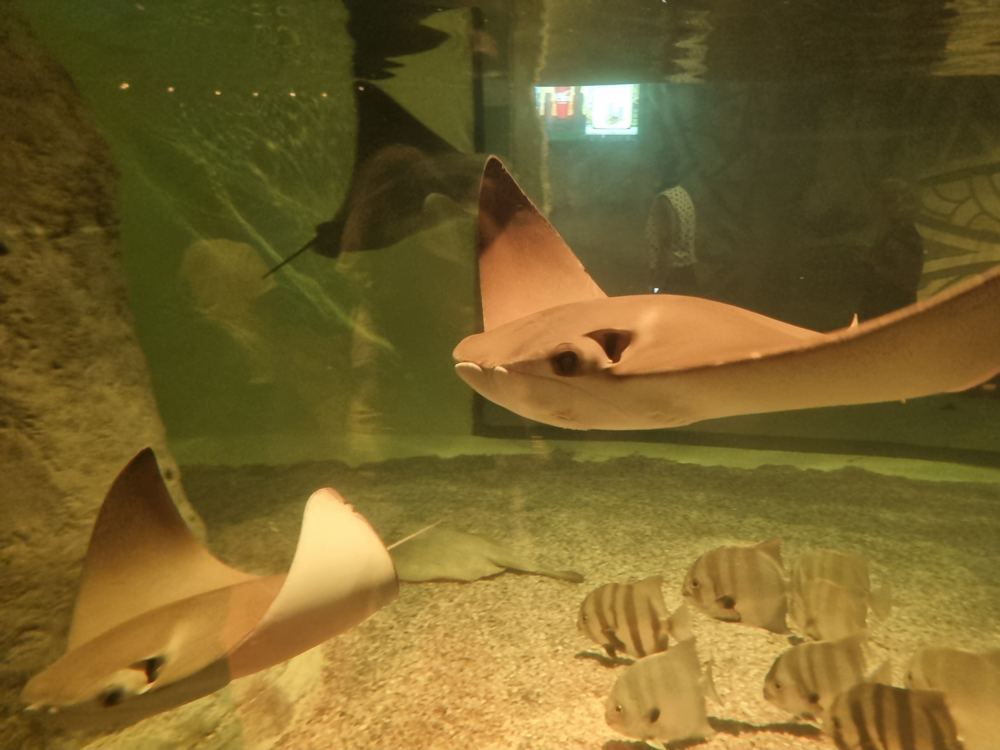 Sealand Sumérgete en un nuevo acuario en Guadalajara; te decimos todos