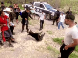 Cinco policías municipales en Castaños, Coahuila fueron suspendidos de sus labores por diez días, luego de ser partícipes al no impedir a tiempo el asesinato de un osezno de cuatro meses. TWITTER