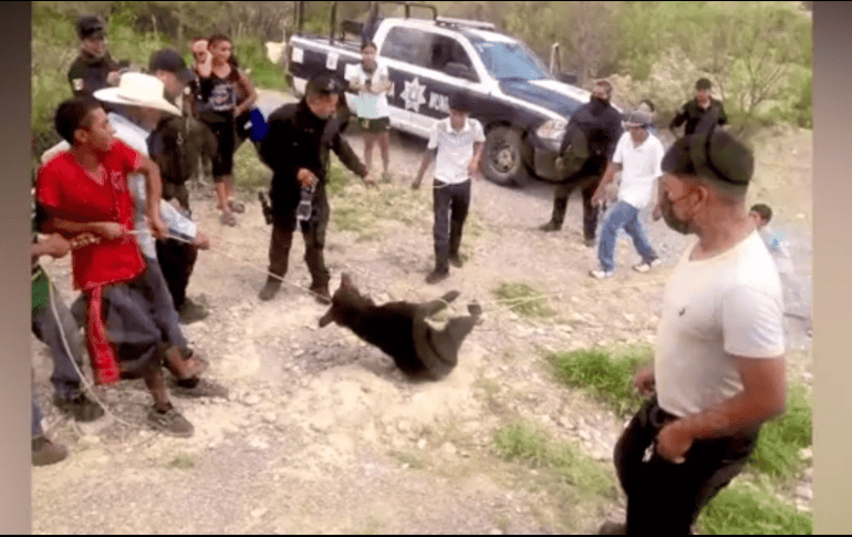 Cinco policías municipales en Castaños, Coahuila fueron suspendidos de sus labores por diez días, luego de ser partícipes al no impedir a tiempo el asesinato de un osezno de cuatro meses. TWITTER