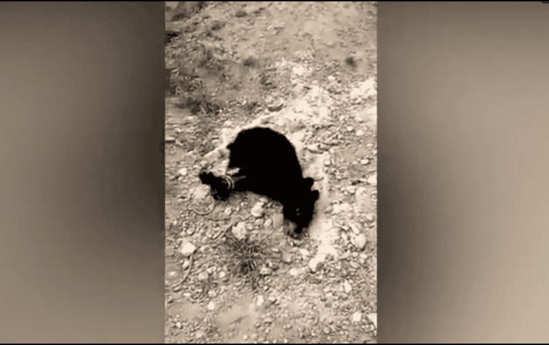 De acuerdo con imágenes difundidas en redes sociales, varios habitantes del municipio de Castaños amarraron, apalearon, jalaron y asfixiaron con cuerdas al osezno de oso negro. TWITTER
