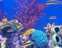 El acuario 