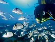 Actualmente menos del 1% de las zonas de alta mar están protegidas sin necesidad de un nuevo tratado. EL INFORMADOR/Archivo