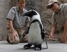 Thera-Paw fabricó un calzado a la medida hecho con hule y neopreno especial para Lucas. AP/San Diego Zoo Wildlife Alliance