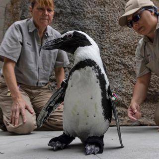 Animales: Este pingüino está de estreno con sus zapatos ortopédicos, ¡conócelos! (FOTOS)