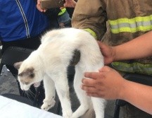 Los sospechosos podrían ser procesados por cazar pájaros, robar gatos o infringir las normas de prevención de enfermedades animales. NOTIMEX/Archivo