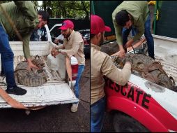 El animal fue atrapado e inmovilizado con cuerdas y trasladado al Zoológico de Culiacán para su observación. SUN/ESPECIAL