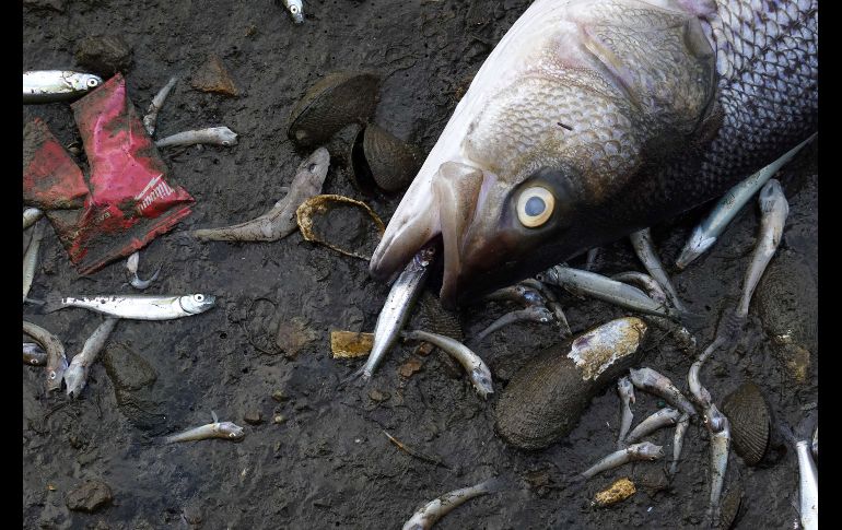 Cuadrillas de trabajadores empezaron a retirar los restos de cangrejos, rayas y diversas especies de peces que han comenzado a acumularse. AFP/J. Sullivan