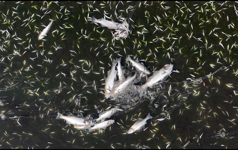 Cuadrillas de trabajadores empezaron a retirar los restos de cangrejos, rayas y diversas especies de peces que han comenzado a acumularse. AFP/J. Sullivan