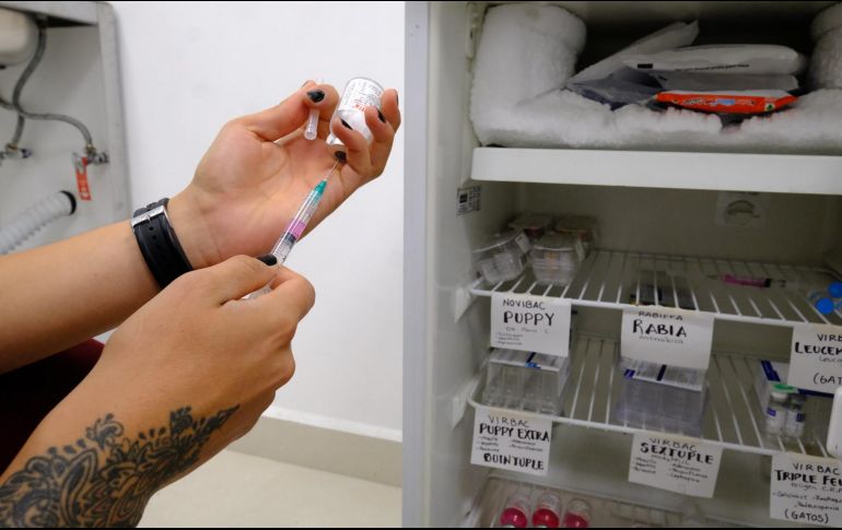 La campaña de vacunación contra la rabia estará ubicada en  diferentes municipios del estado y la aplicación de las dosis será completamente gratuita. Foto: Coordinación General de Desarrollo Social