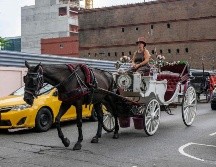 Los operadores dicen que los caballos están bien cuidados y señalan que la industria está regulada por la ciudad. AFP/A. Weiss