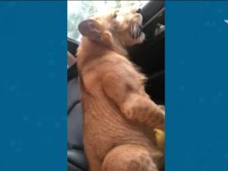 ESPECIAL/CAPTURA DE VIDEO