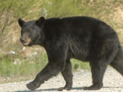 El video generó toda clase de reacciones en redes sociales. ESPECIAL/Gobierno de Coahuila
