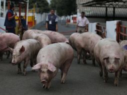 Entre los países de la región México presentó un crecimiento de 12.6 % en su consumo de carne de cerdo, similar al comportamiento observado en Colombia y Brasil . EL INFORMADOR/ARCHIVO