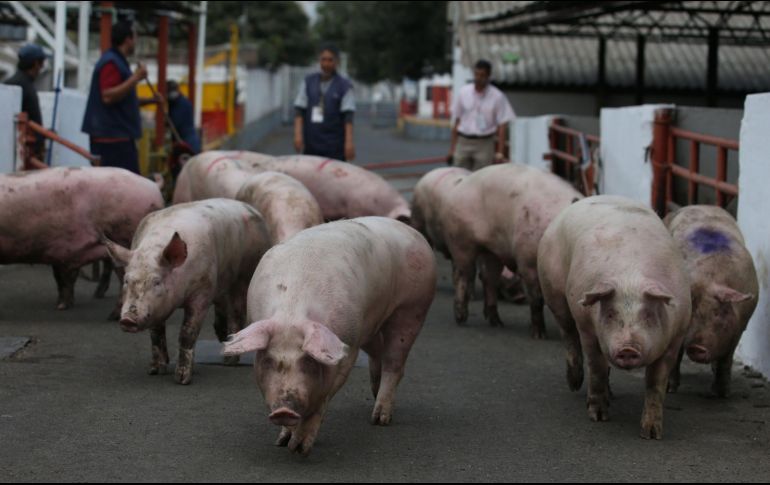 Entre los países de la región México presentó un crecimiento de 12.6 % en su consumo de carne de cerdo, similar al comportamiento observado en Colombia y Brasil . EL INFORMADOR/ARCHIVO