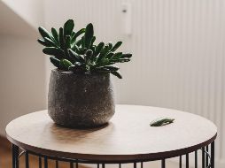 Las plantas de interior tienen un cuidado especial durante la temporada de otoño/invierno. UNSPLASH/Nick Hillier