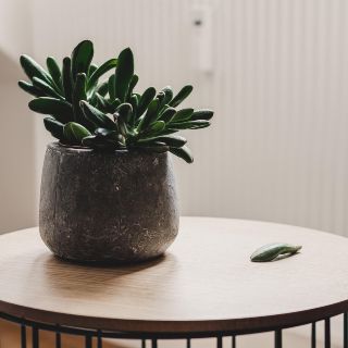 Cuidado de plantas de interior para otoño e invierno