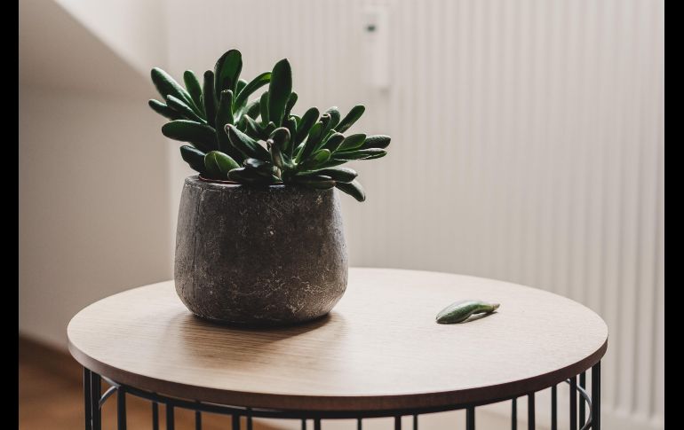 Las plantas de interior tienen un cuidado especial durante la temporada de otoño/invierno. UNSPLASH/Nick Hillier