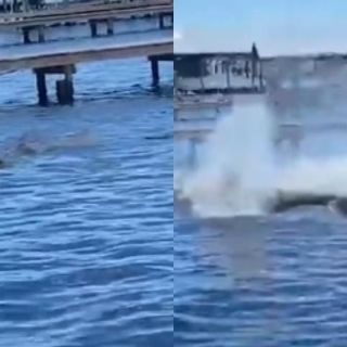 Perrito nada junto a manatíes y se lleva gran susto; se hace viral