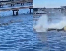 Un cachorro se llevó una sorpresa luego de lanzarse al mar para nadar junto a unos manatíes en Orange Beach, Alabama. INSTAGRAM / storyfulvideo
