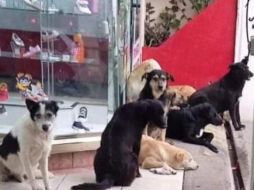 Usuarios aplaudieron la acción de los trabajadores de la zapatería. TWITTER / @OaxacaVende