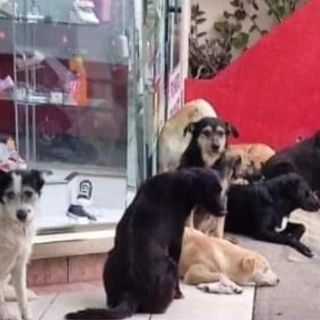 Viral: Zapatería en Oaxaca resguarda de la lluvia a perritos de la calle