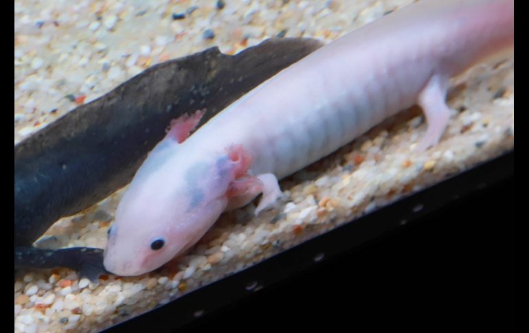Uno de los axolotes de Sealand. GENTE BIEN JALISCO/ Antonio Martínez