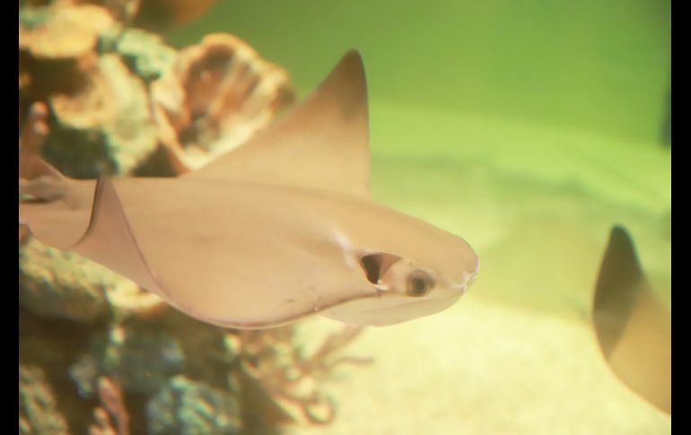 Sealand cuenta con más de 10 mil ejemplares de 60 especies vivas terrestres y marinas como tiburones, rayas, pirañas, cocodrilos, pingüinos, entre otras. GENT EBIEN JALISCO/ Antonio Martínez