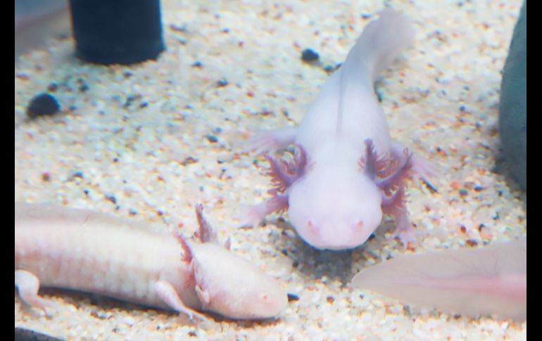 GENTE BIEN JALISCO/ Antonio Martínez