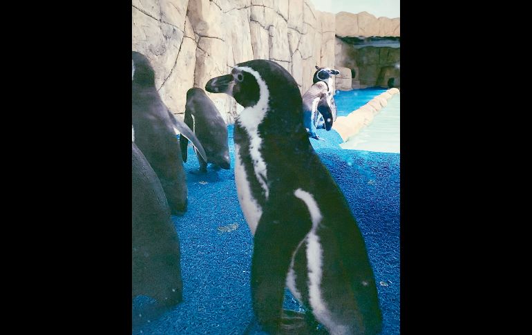 GENTE BIEN JALISCO/ Antonio Martínez