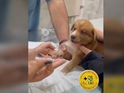 El video de segundos ya cuenta con casi diez millones de vistas y un sinfín de comentarios. TIKTOK / alcides_423