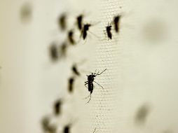 El dengue es una infección causada por un virus que se transmite a los humanos, a través de la picadura de un mosquito infectado, y puede llegar a poner en riesgo la salud y la vida. EL INFORMADOR / ARCHIVO