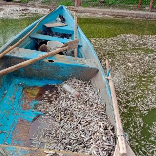 Por muerte de peces en Cajititlán, piden verificar origen de alimentos que se consumen