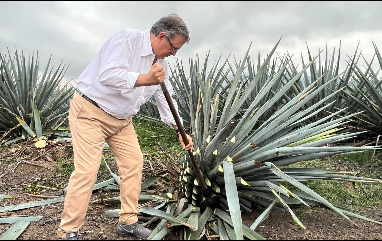 Ebrard también escuchó y platicó con jimadores y trabajadores del campo y recorrió los campos de agave. EL INFORMADOR / A. Navarro