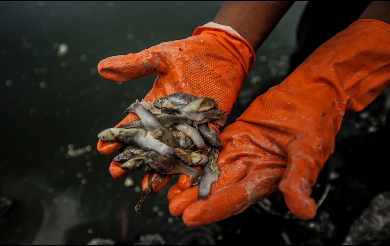 Tras darse a conocer la mortandad de los peces, el secretario de Salud estatal, Fernando Petersen, pidió verificar el origen de los alimentos que se consumen. EL INFORMADOR/ARCHIVO