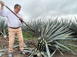 Durante su visita al municipio de Tequila, Marcelo Ebrard, titular de la SRE, platicó con trabajadores del campo, recorrió los campos de agave y se dio tiempo para conocer el proceso de la jima. EL INFORMADOR/A. Navarro