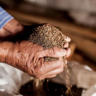 Economía de Jalisco: Impulsan el cultivo de la chía y limón orgánico con productores jaliscienses