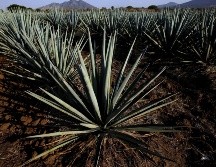 Acordaron formalizar alianzas para la sustentabilidad en la producción de tequila. AFP/ARCHIVO
